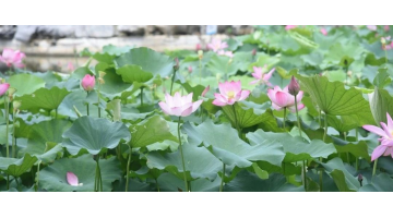 賞“荷”綻放 共護清“蓮” | 博世科協(xié)辦廣西大學第十六屆荷花節(jié)開幕